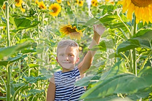 Boy among sunflower field