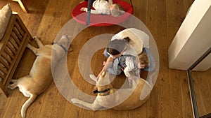 Boy swing in living room. Mother with baby son and two dogs. Handheld shot.