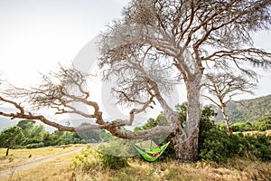 Boy is swinging in a hammock