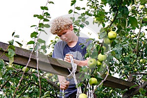 Boy and tree fruit