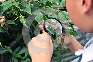 Boy using magnifying glass looking and learning at green leaf in biology class