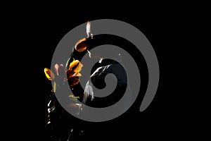 the boy with vitiligo in white shirt and a bow tie with tulips on a black Studio background