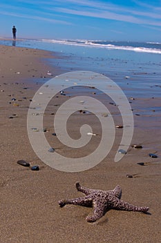 Boy walking away from starfish on beach
