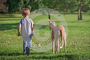 Boy walking with a dog in a park