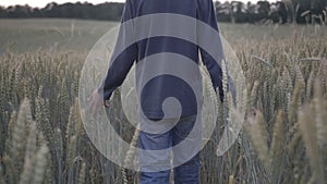 Boy walking in the wheat field in the evening slow motion