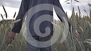 Boy walking in the wheat field in the evening slow motion