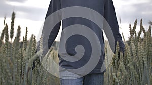 Boy walking in the wheat field in the evening slow motion, close up of hands