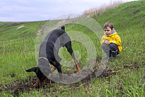 A boy watches as a Doberman dog digs its paws and tears pieces of earth with its teeth in search of a rodent or gopher