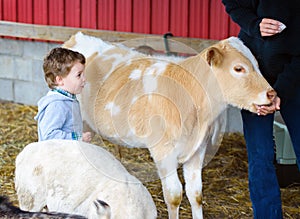 Boy Watches a Person Feed a Calf