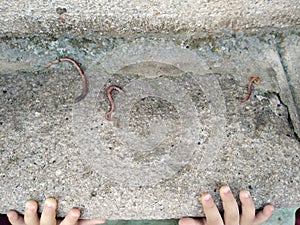 A boy watches the worms