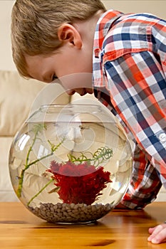 Boy watching fish in bowl