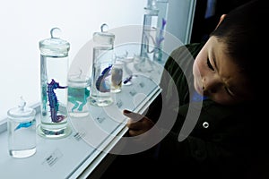 A boy watching the sea horse specimen