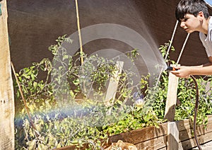 Boy watering the vegetable and tomatoes garden. Growth concept. Healthy lifestyle and sustainability