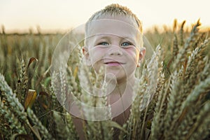 A boy in a wheat field with ears in his hands in the bright setting sun. Cultivation of cereal crops and harvest. Close-up