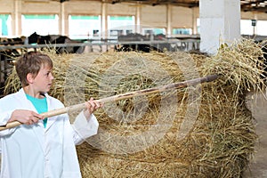 Boy in white coat loads hay by big pitchfork at