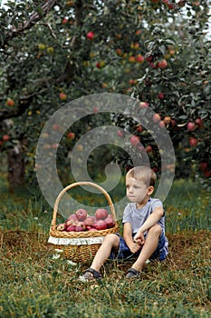 Boy wicker blond red green grass trees apple little help garden pick basket