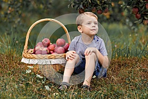 Boy wicker blond red green grass trees apple little help garden pick basket