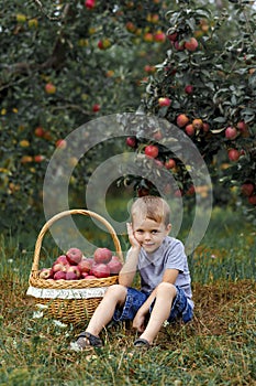 Boy wicker blond red green grass trees apple little help garden pick basket