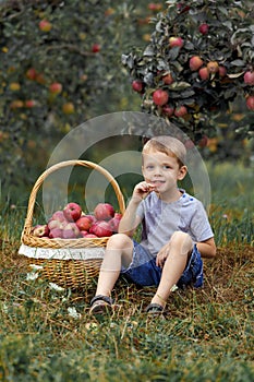 Boy wicker blond red green grass trees apple little help garden pick basket