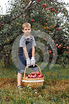 Boy wicker blond red green grass trees apple little help garden pick basket