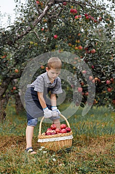 Boy wicker blond red green grass trees apple little help garden pick basket