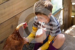 Boy (7 years) dressed in stripy shirt and gumboots pats chicken, in dappled morning light in henhouse photo