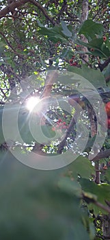 Boyarka tree grows in the garden.