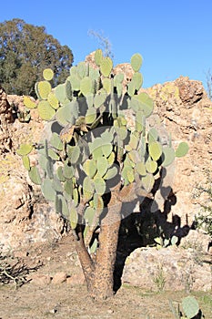 Arizona, Boyce Thompson Arboretum: Nopal Cardon, a Prickly Pear Cactus photo