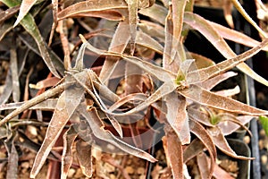 Boyce Thompson Arboretum State Park, Superior, Arizona United States