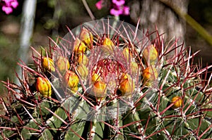 Boyce Thompson, Arboretum, Superior, Pinal County, Arizona