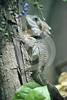 The Boyd`s forest dragon is climbing a tree