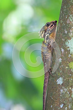 Boyd's forest dragon