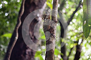 Boyd`s Forest Dragon Lizard, Mossman Gorge, Queensland, Australi