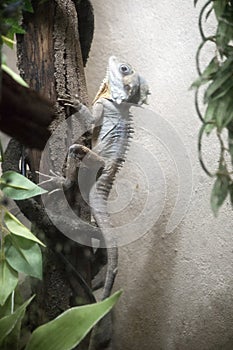 the boyds lizard is lclimbing a tree