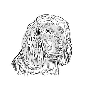 Boykin Spaniel photo