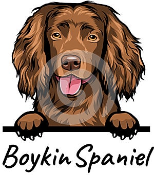 Boykin Spaniel peeking dog isolated on a white background photo