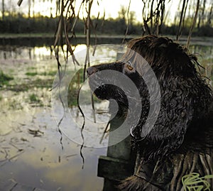 Boykin Spaniel waiting for ducks to retreive. photo