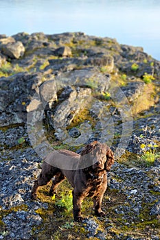 Boykin Spaniel Waiting for her Human