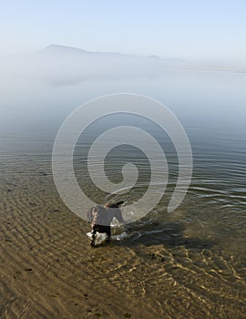 Boykin Spaniel in the Water photo