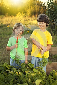 Boys with a carrot and in the garden, children harvest vegetable