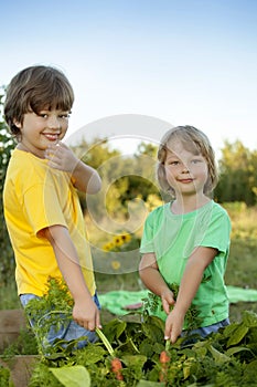 Boys with a carrot and in the garden, children harvest vegetable