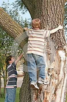 Boys Climbing a Big Tree