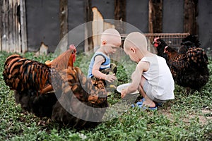 Boys feed chickens and farm animals on their father`s farm in the countryside