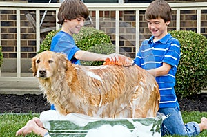 Boys Giving Dog a Bath