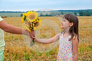 The boys hand gives the girl a bouquet of sunflowers. Children in the field. The child gives flowers