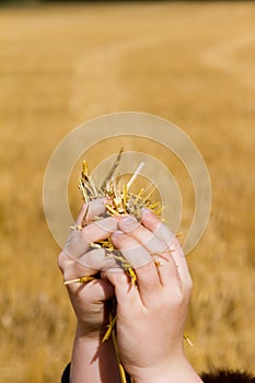 Boys hands holding up cut wheat