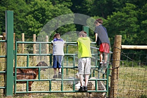 Boys Looking At Goats