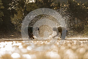 Boys playfully splashing water.water on each other on holiday.