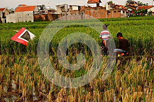 Boys in a rice field with a kite