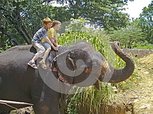 Boys riding on the back of an elephant